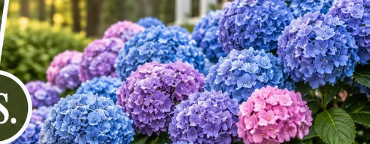 Blue and purple hydrangeas in the Plant Help App