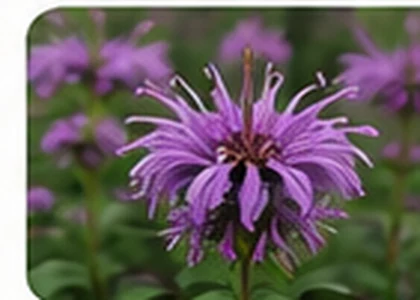 Bee balm