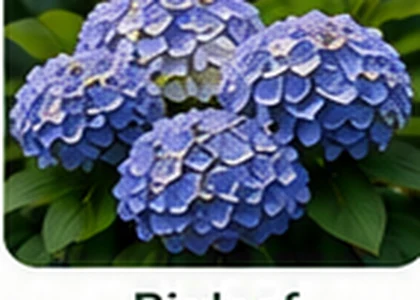 Bigleaf hydrangea