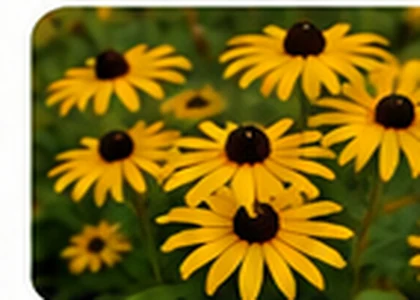 Black-eyed Susan