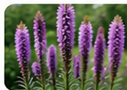 Blazing star