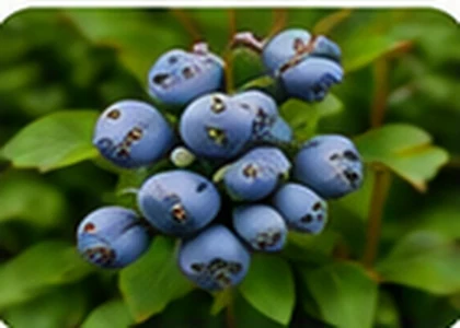 Blueberry bush