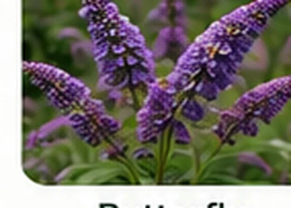 Butterfly bush