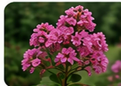Crape myrtle