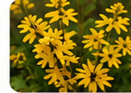 Forsythia