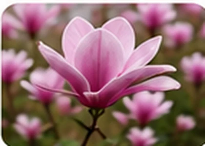 Jane magnolia
