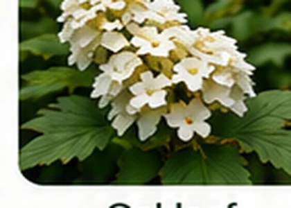 Oakleaf hydrangea