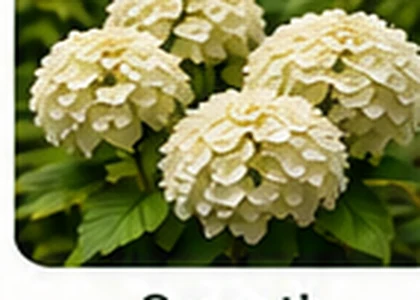 Smooth hydrangea