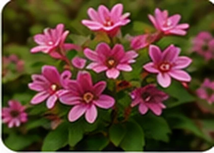 Weigela