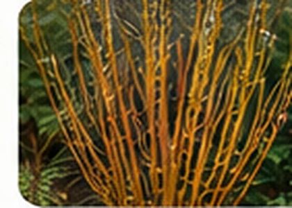 Ornamental willow