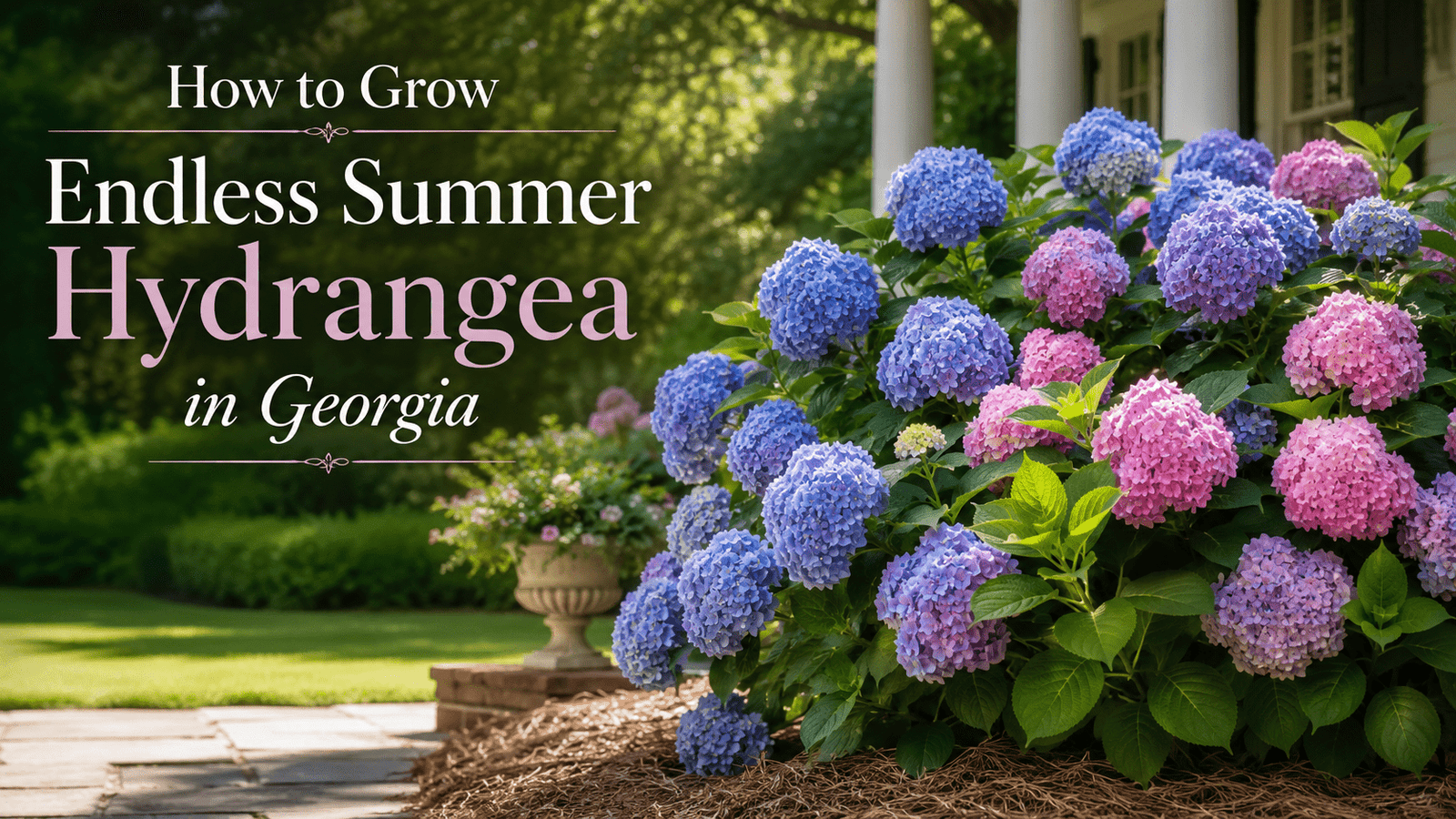 Garden banner with blue and pink hydrangeas and the title 'How to Grow Endless Summer Hydrangea in Georgia' for a gardening guide.