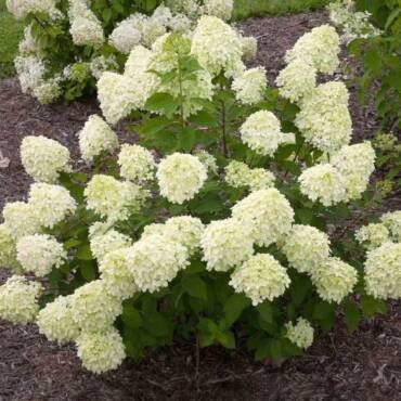 Compact Little Lime Hydrangea covered with pale green and white blooms