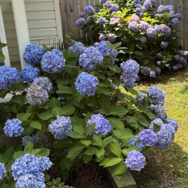 Blue flower clusters and green leaves on a Nikko Blue Hydrangea.