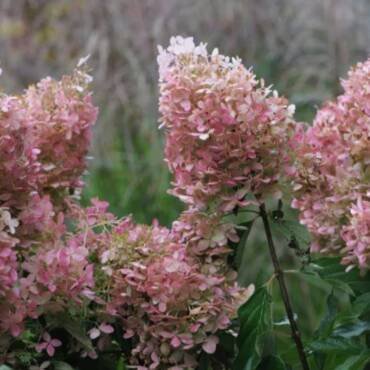 Phantom panicle hydrangea with pink late season blooms