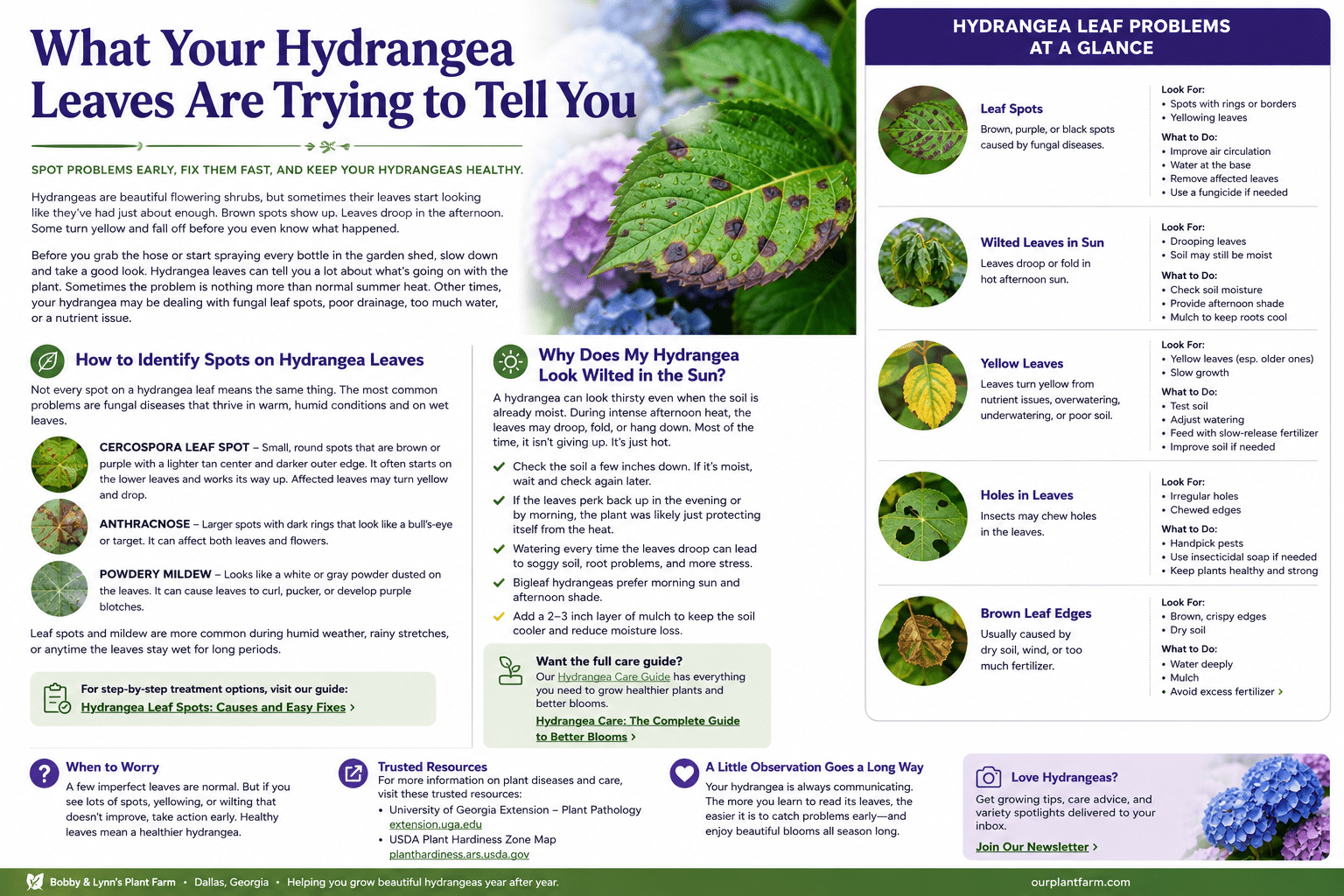 An infographic with diffierent things that cause brown spots on hydrangeas