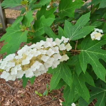Oakleaf hydrangea with white flower cluster and oak shaped green leaves