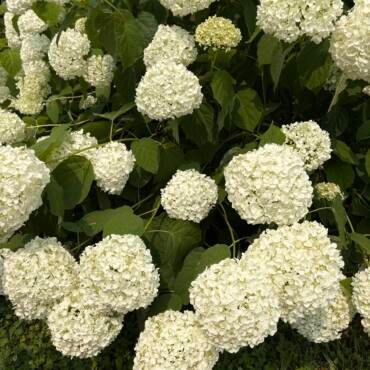 Annabelle smooth hydrangea covered with large white blooms