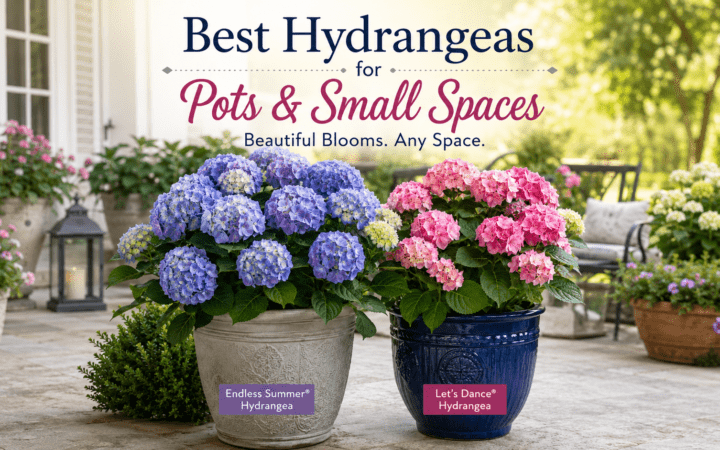 Best Hydrangeas for a Small Space or Container