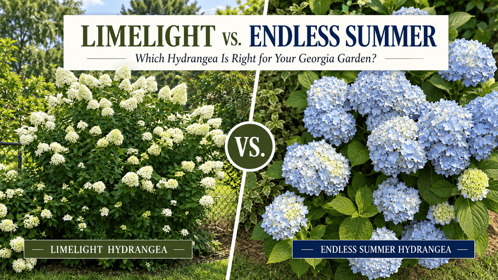 Limelight vs Endless Summer hydrangea comparison image showing a large Limelight hydrangea shrub with white cone-shaped blooms beside blue Endless Summer hydrangea flowers.