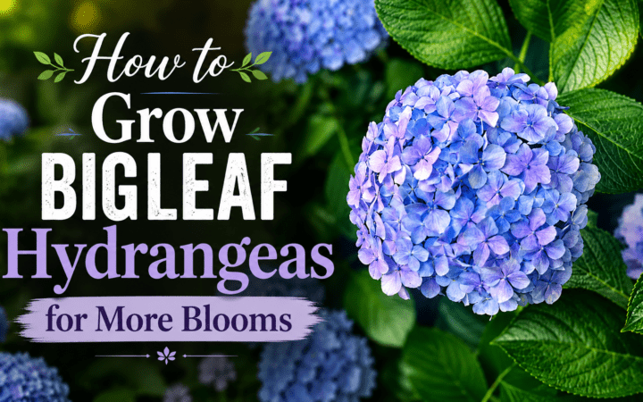 How to Grow Bigleaf Hydrangeas