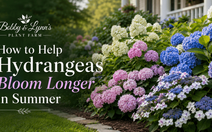 How to Help Hydrangeas to Bloom All Season Long