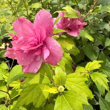 Pink flowers on a Lucy Rose of Sharon shrub.