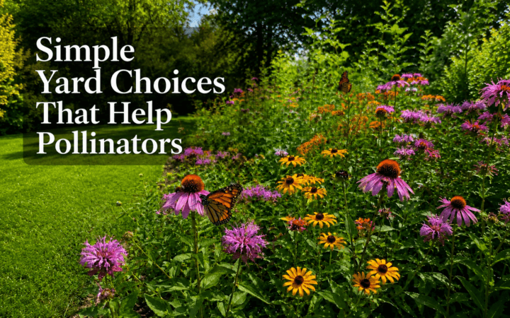 Simple Yard Choices that Help Pollinators
