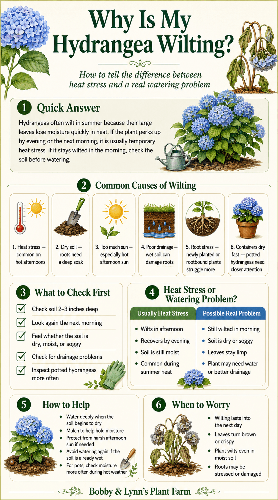 Why is my hydrangea wilting infographic