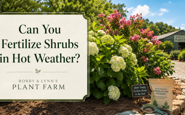 Can you Fertilize During Hot Weather