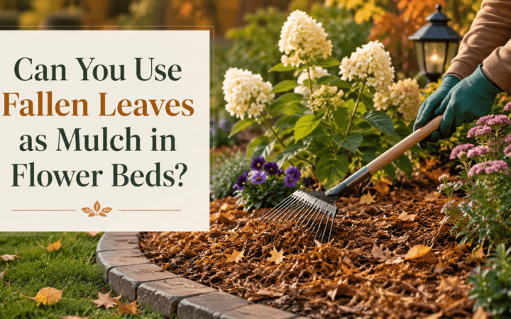 Can you Use Fallen Leaves as Mulch