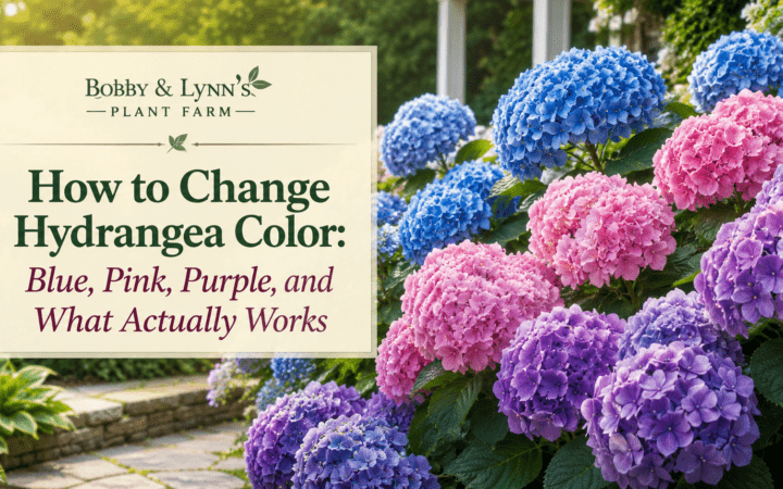 How to change Hydrangea Color 2