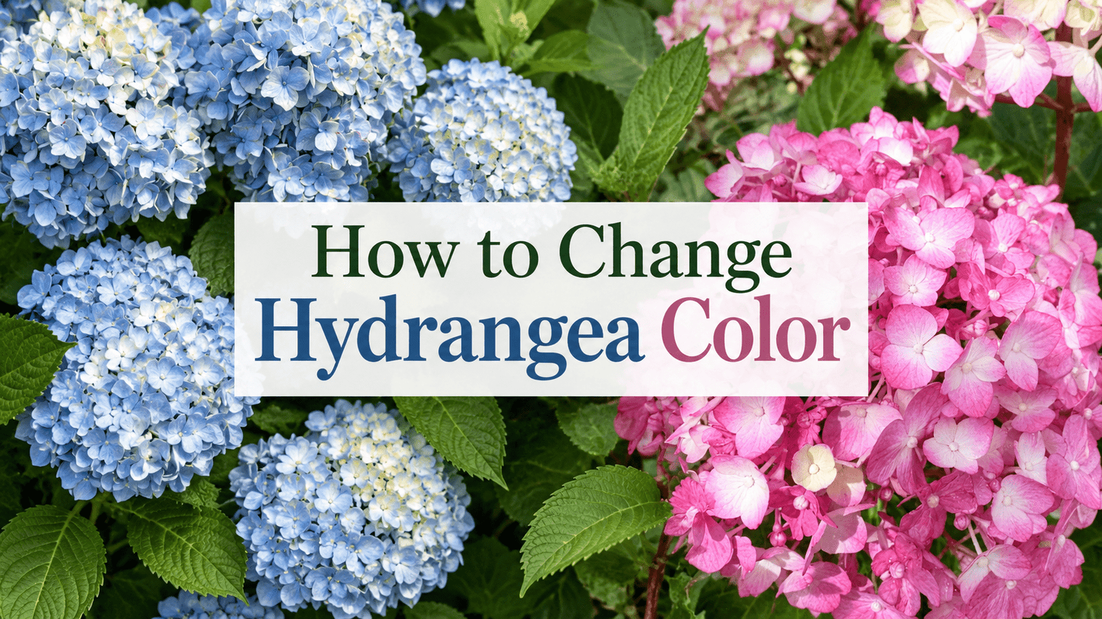 Blue and pink hydrangea blooms shown side by side with the words How to Change Hydrangea Color across the center.