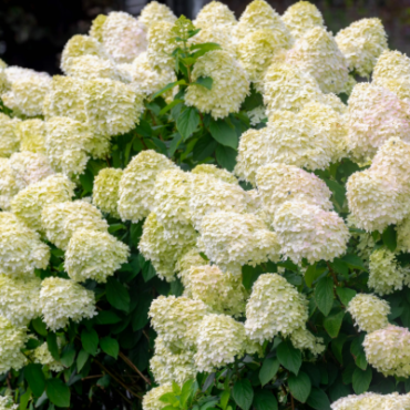 Large Pee Gee Hydrangea covered with creamy white panicle blooms