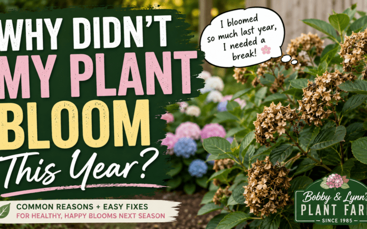 Plant Not Blooming