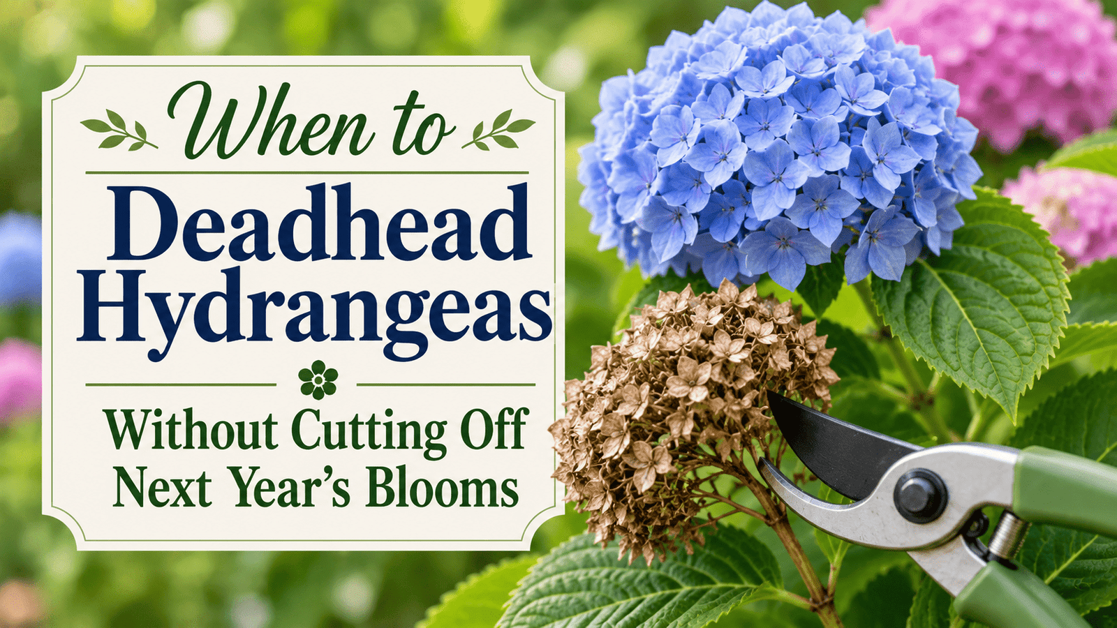 Image of deadheading hydrangeas