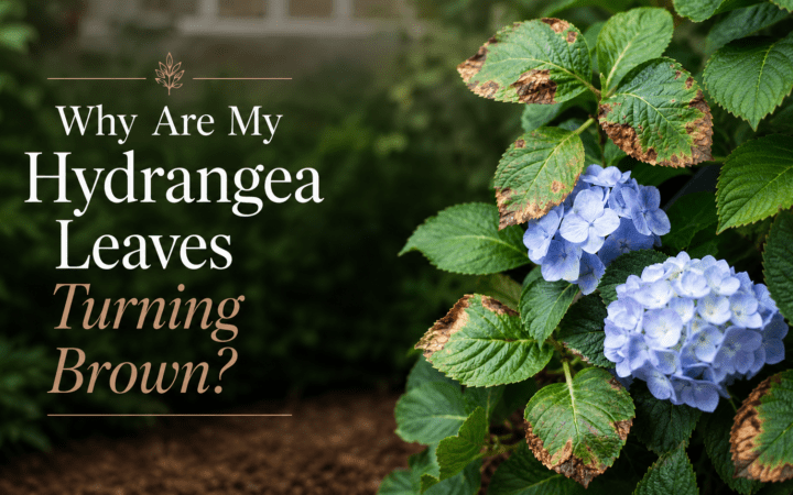 Why are my Hydrangea Leaves Turning Brown
