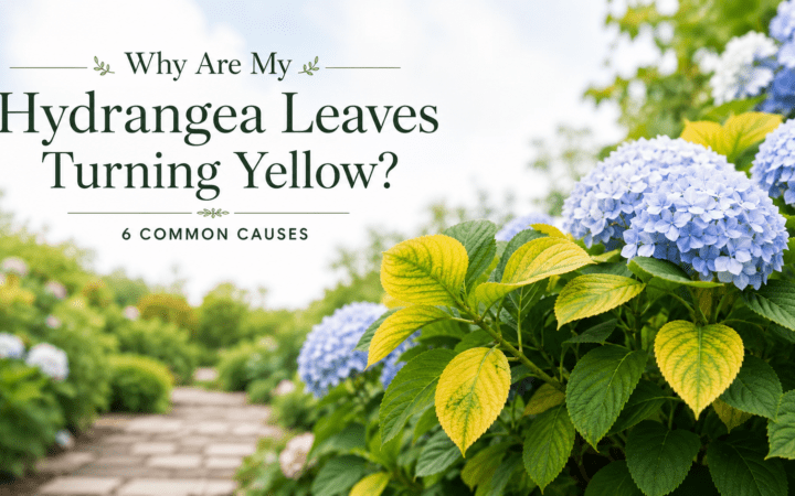 Why are my Hydrangea Leaves Turning Yellow