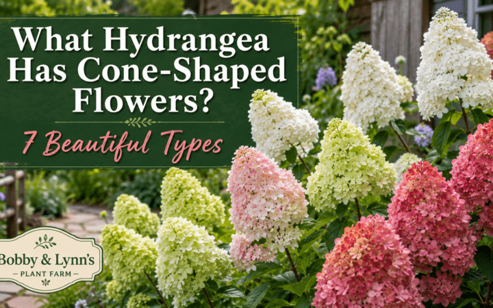 Banner in a garden with cone-shaped hydrangea blooms in white, pink, and green, beside a green sign that asks 'What Hydrangea Has Cone-Shaped Flowers? 7 Beautiful Types' and features Bobby & Lynn's Plant Farm logo.