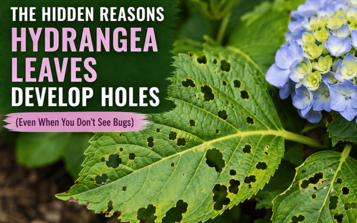 Hydrangea leaves with many holes; title reads 'The Hidden Reasons Hydrangea Leaves Develop Holes (Even When You Don’t See Bugs)'