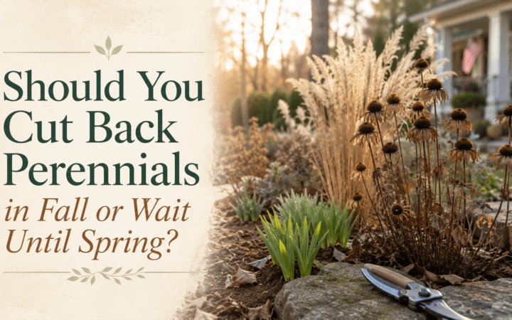 Should I Cut Back Perennials