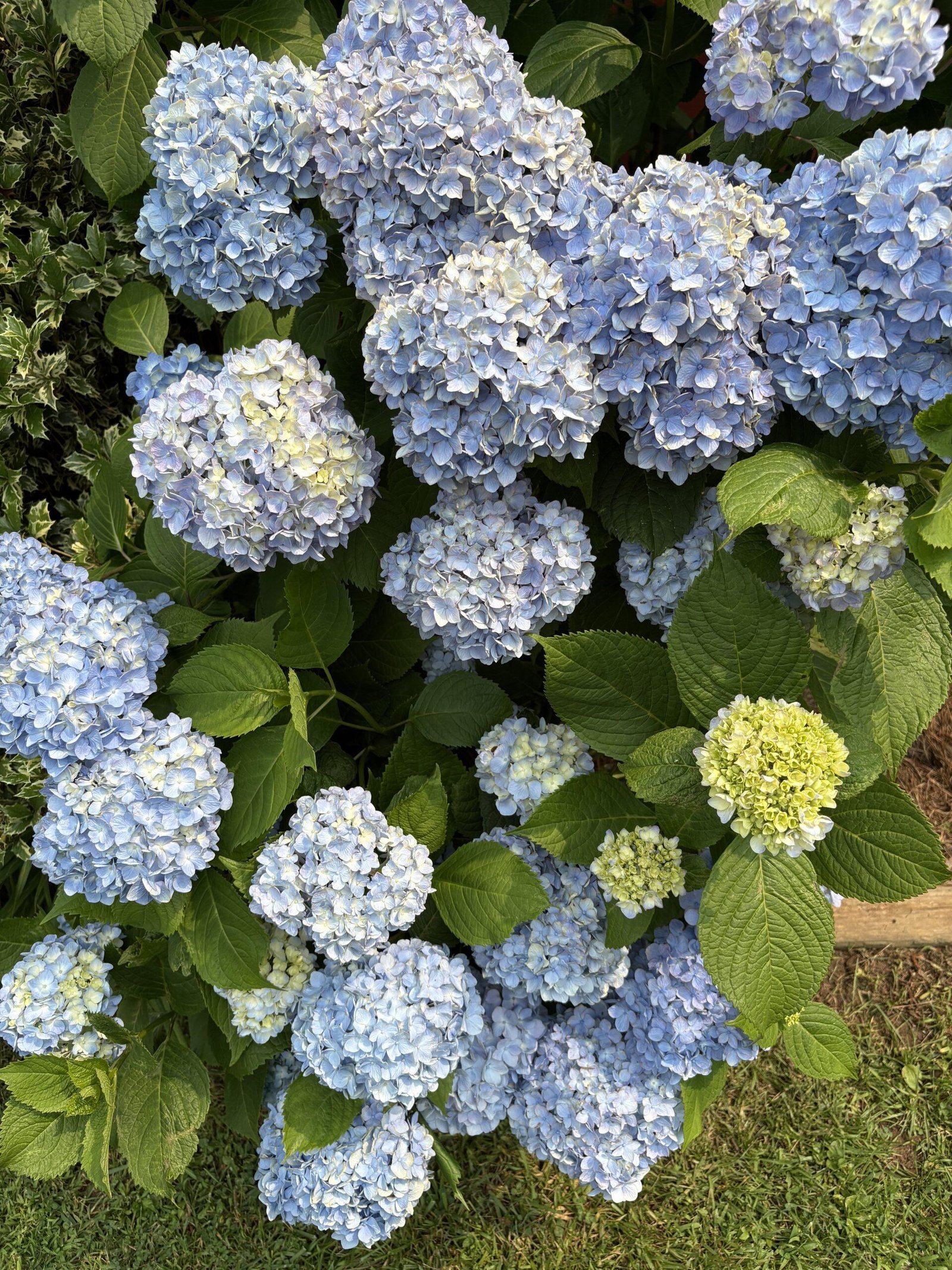 Endless Summer hydrangea growing at Bobby & Lynn’s Plant Farm in early September.