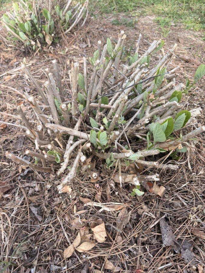 Hydrangea cut back to short woody stems, with small green shoots emerging above the mulch.