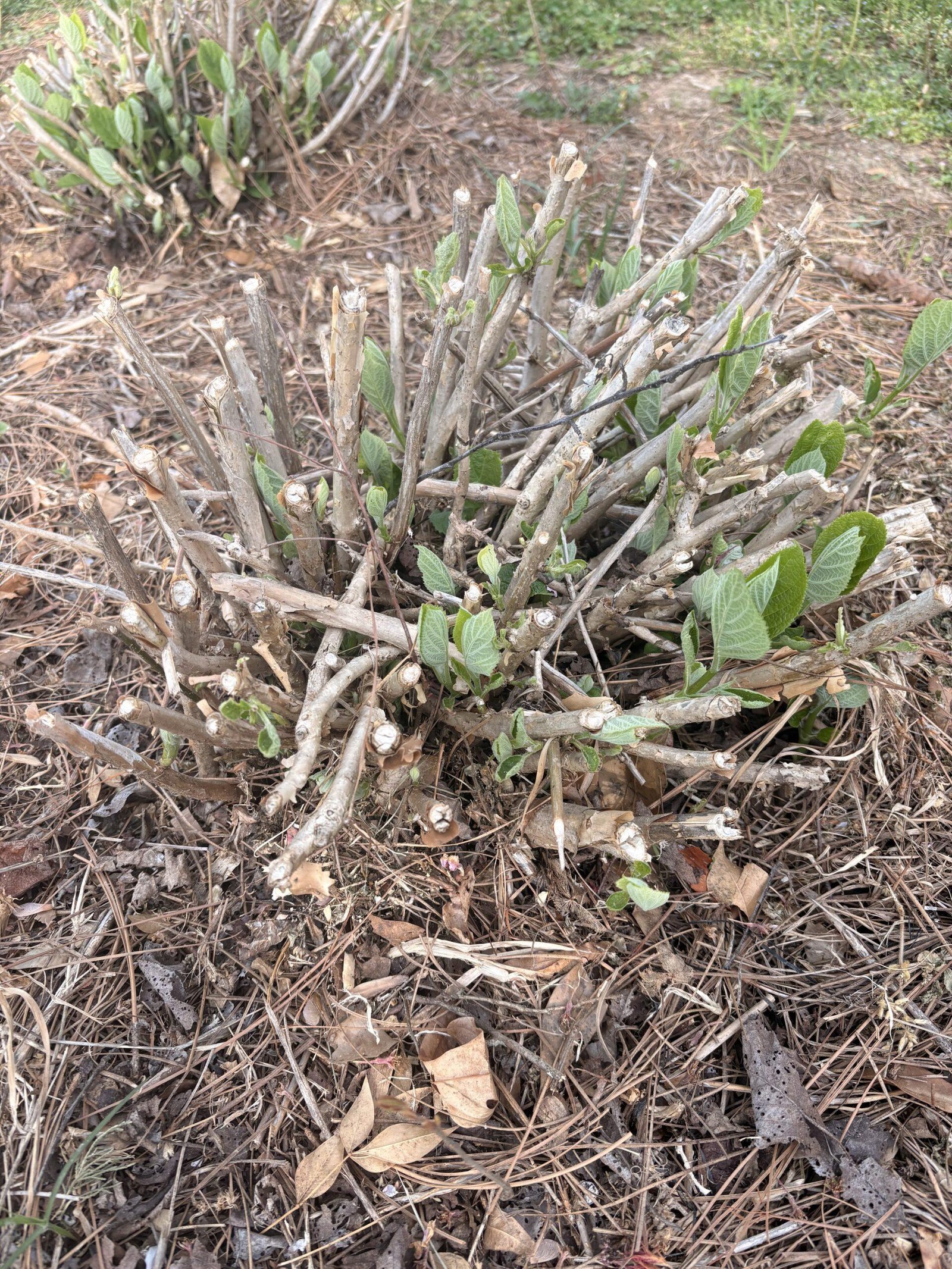 Hydrangea cut back to short woody stems, with small green shoots emerging above the mulch.