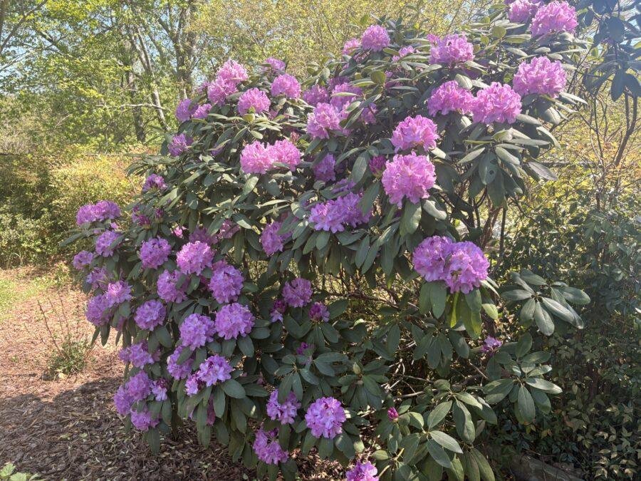 Large mature rhododendron shrub with dense green foliage.