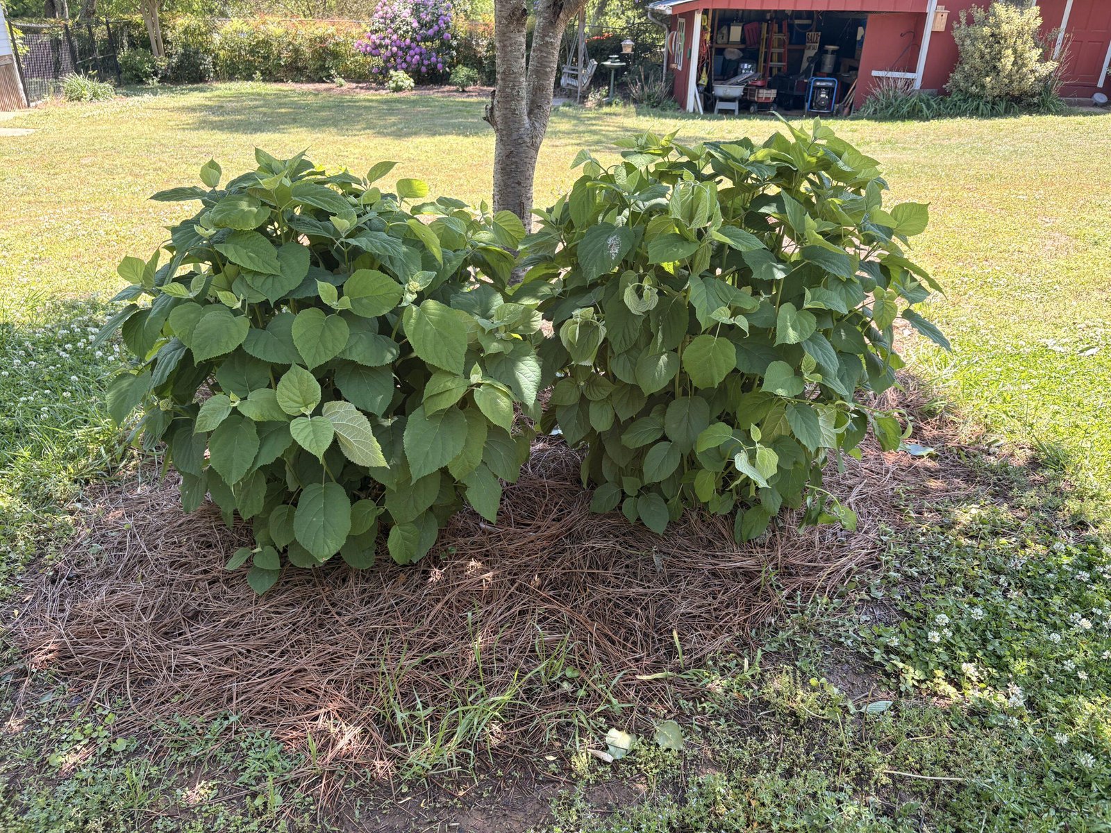 Two Annabelle hydrangeas fully leafed out with healthy green foliage but no visible blooms on new wood