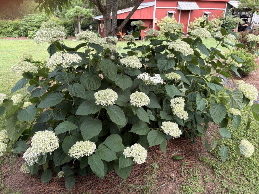Large hydrangea shrub with broad green leaves and white flower clusters beside a lawn, with a red building behind it.