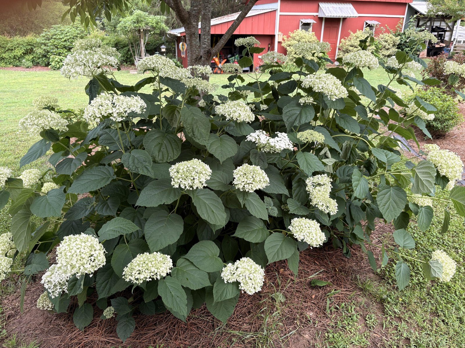 Large hydrangea shrub with broad green leaves and white flower clusters beside a lawn.