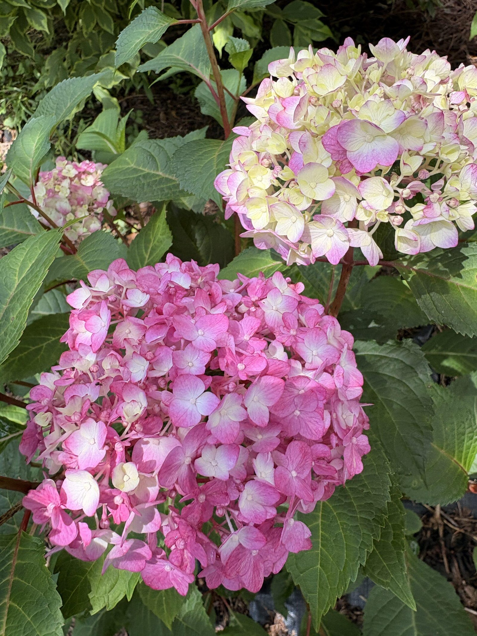Broom Struck hydrangea with new blooms opening and color beginning to develop on the flowers.