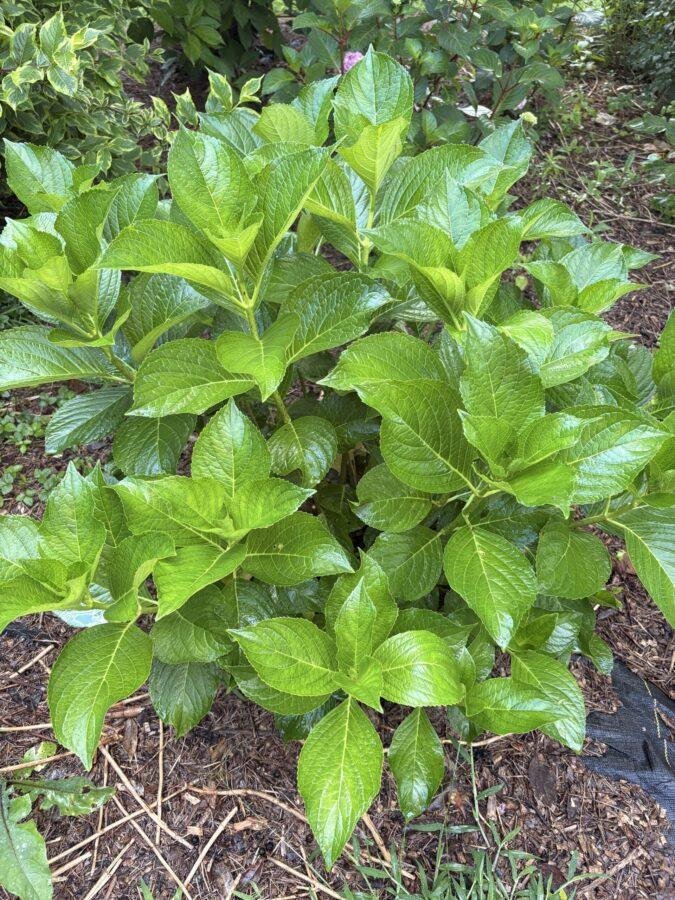 Hydrangea with healthy green leaves and no visible flowers, growing in a mulched garden bed.