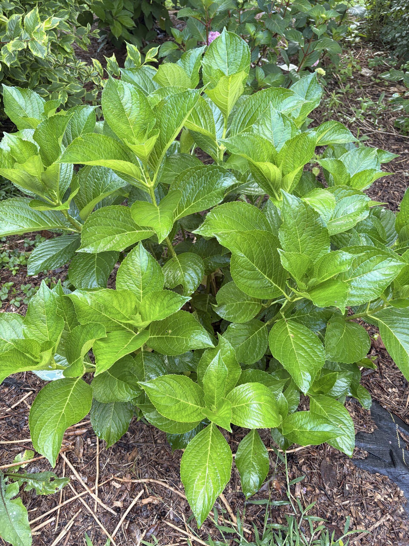Big Daddy hydrangea growing without blooms at Bobby & Lynn’s Plant Farm in Dallas, Georgia.